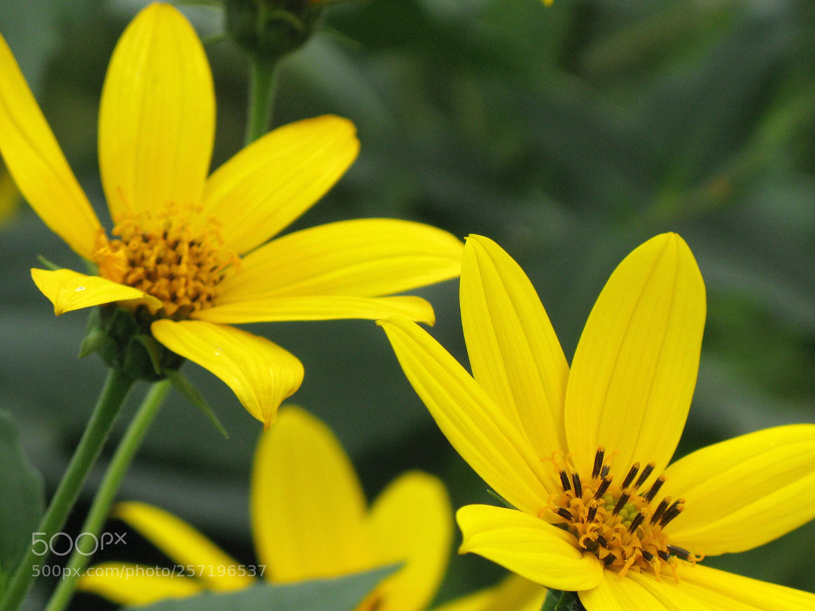 Canon POWERSHOT G9 sample photo. Kikuimo photography