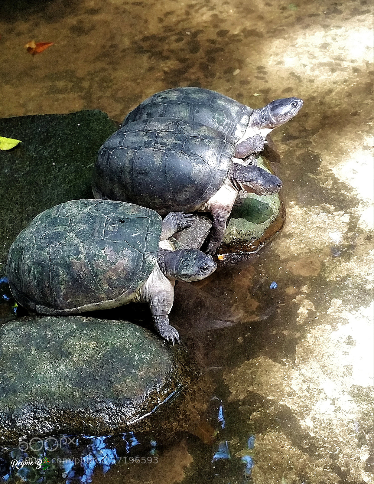 Samsung Galaxy Note4 sample photo. Ready steady go turtle photography