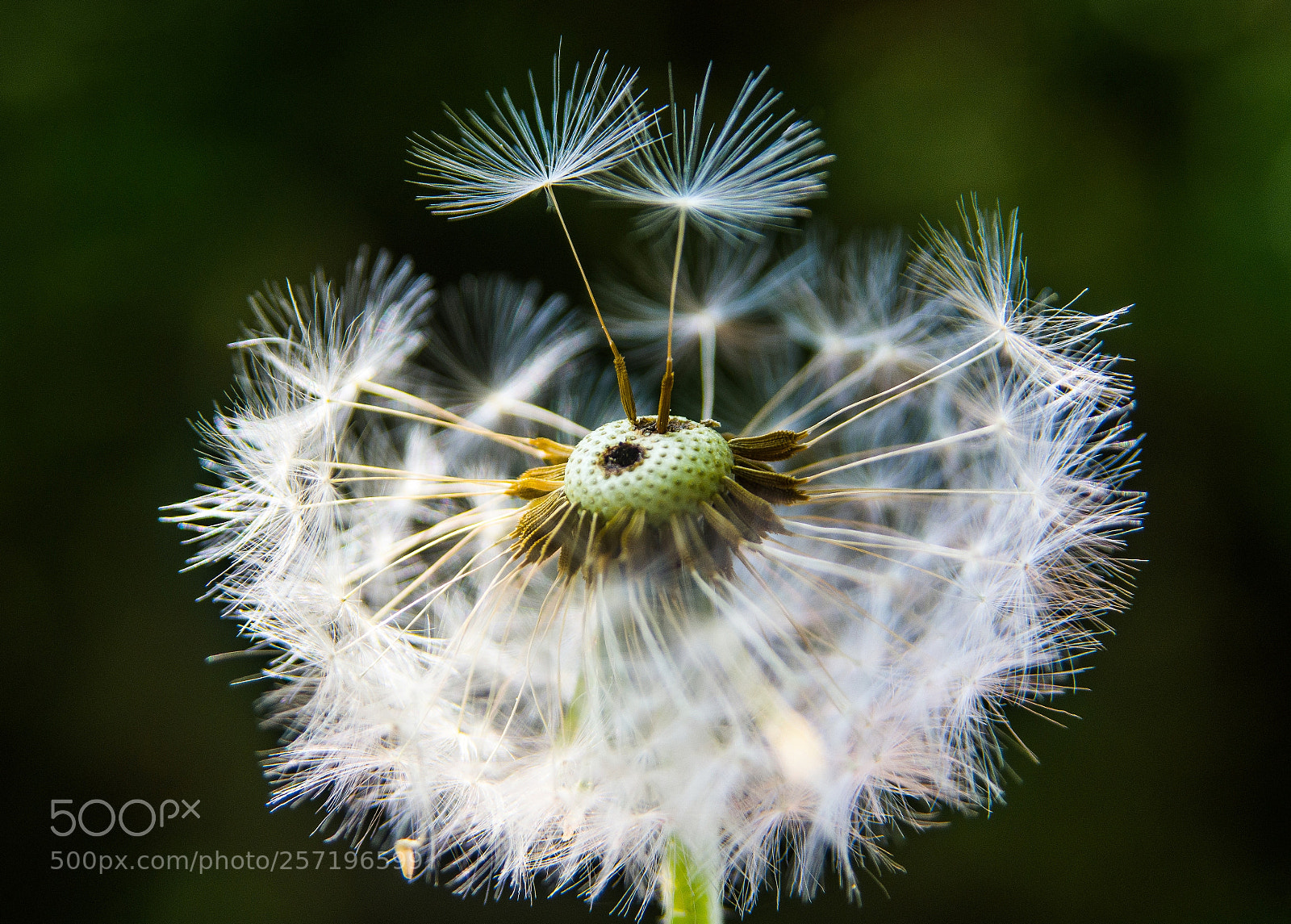 Nikon D7200 sample photo. Pusteblume photography