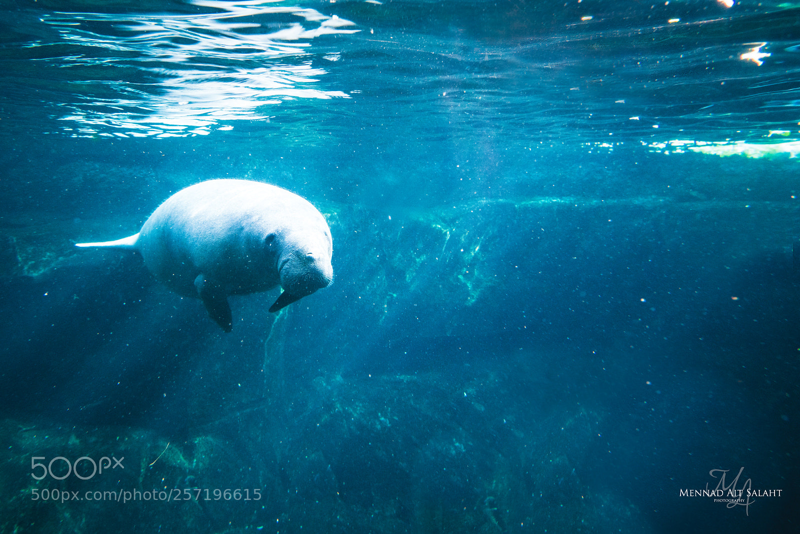 Sony a7R II sample photo. Underwater photography