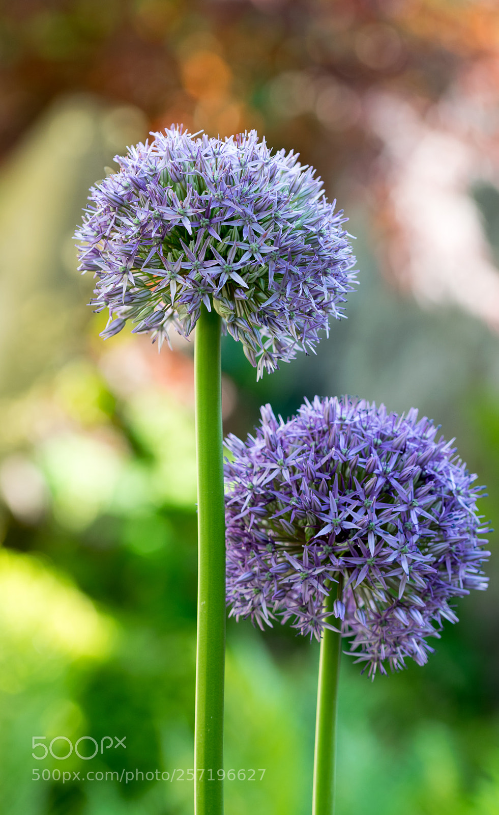 Nikon D3300 sample photo. Purple photography
