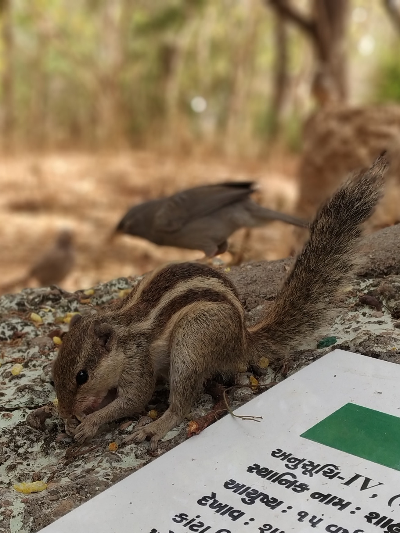 Xiaomi Redmi Note 5 Pro sample photo. Squirrel photography
