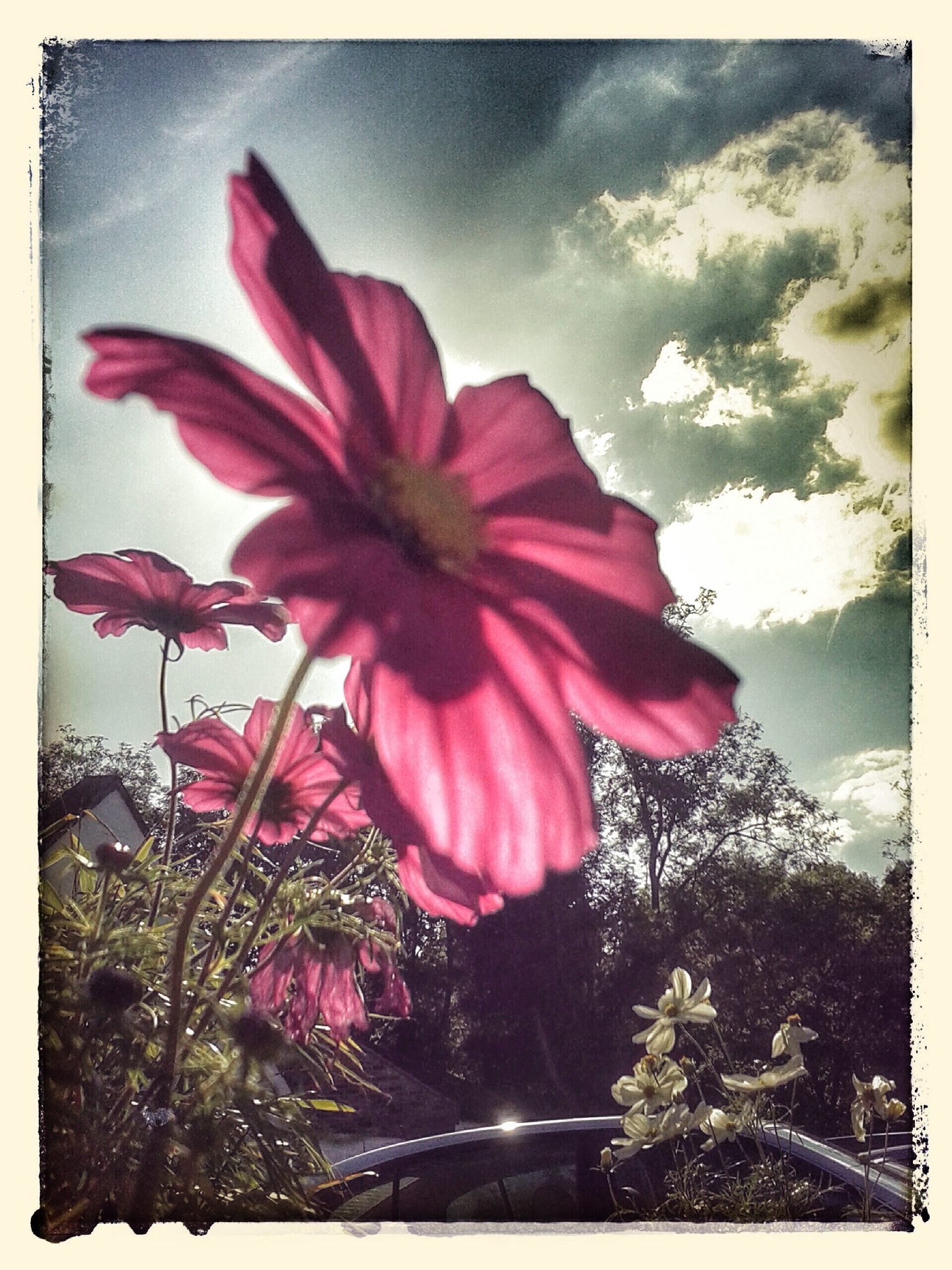 Samsung Galaxy S3 Mini sample photo. Pink flower photography
