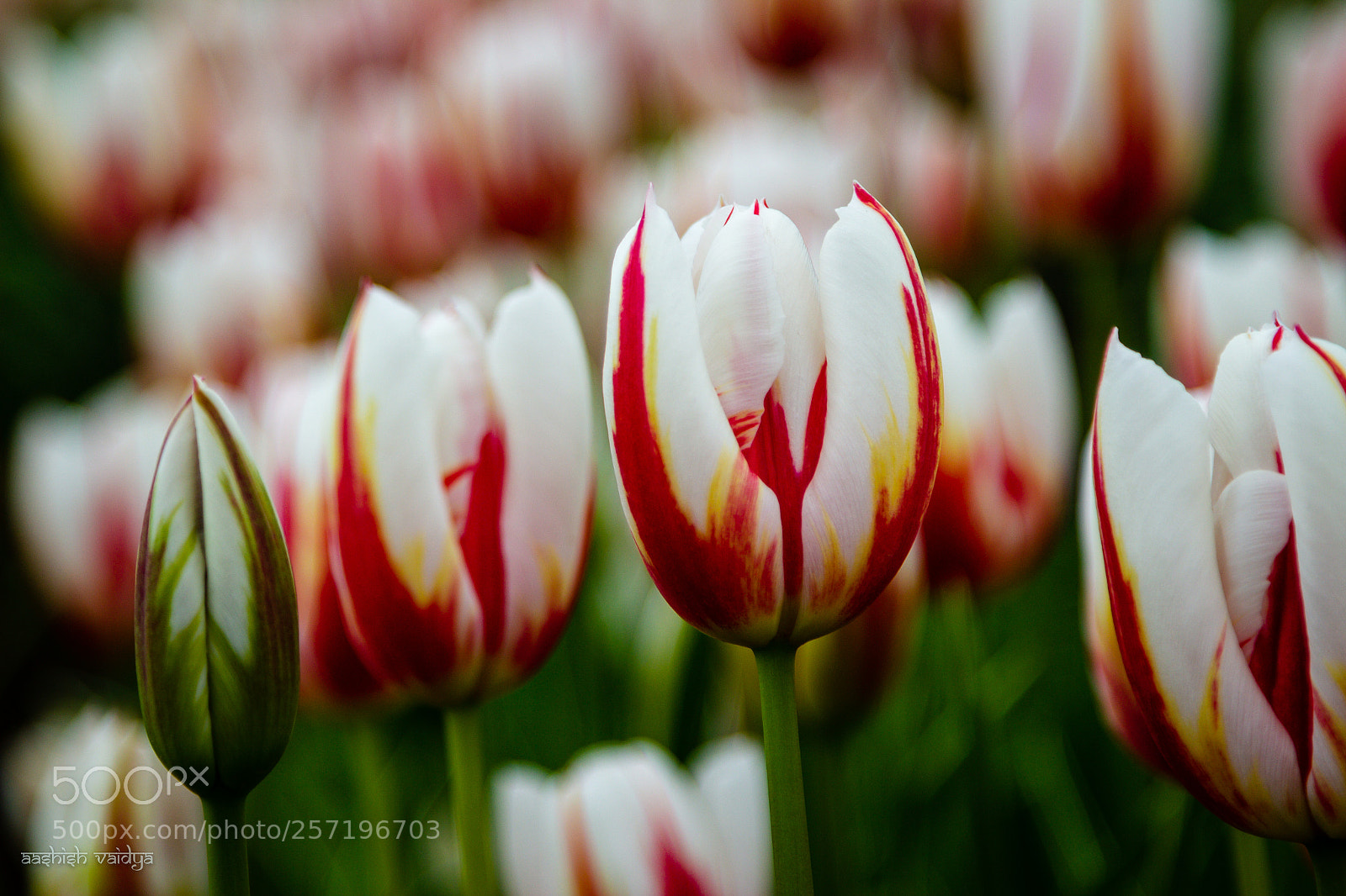 Canon EOS 600D (Rebel EOS T3i / EOS Kiss X5) sample photo. More tulips photography