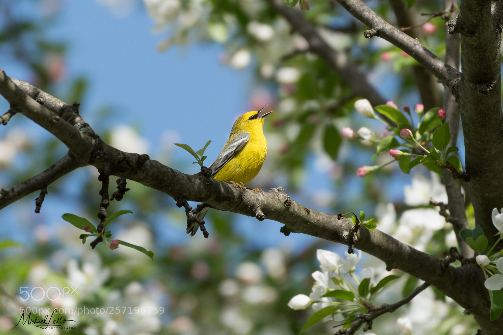 Nikon D500 sample photo. Blue winged warbler photography