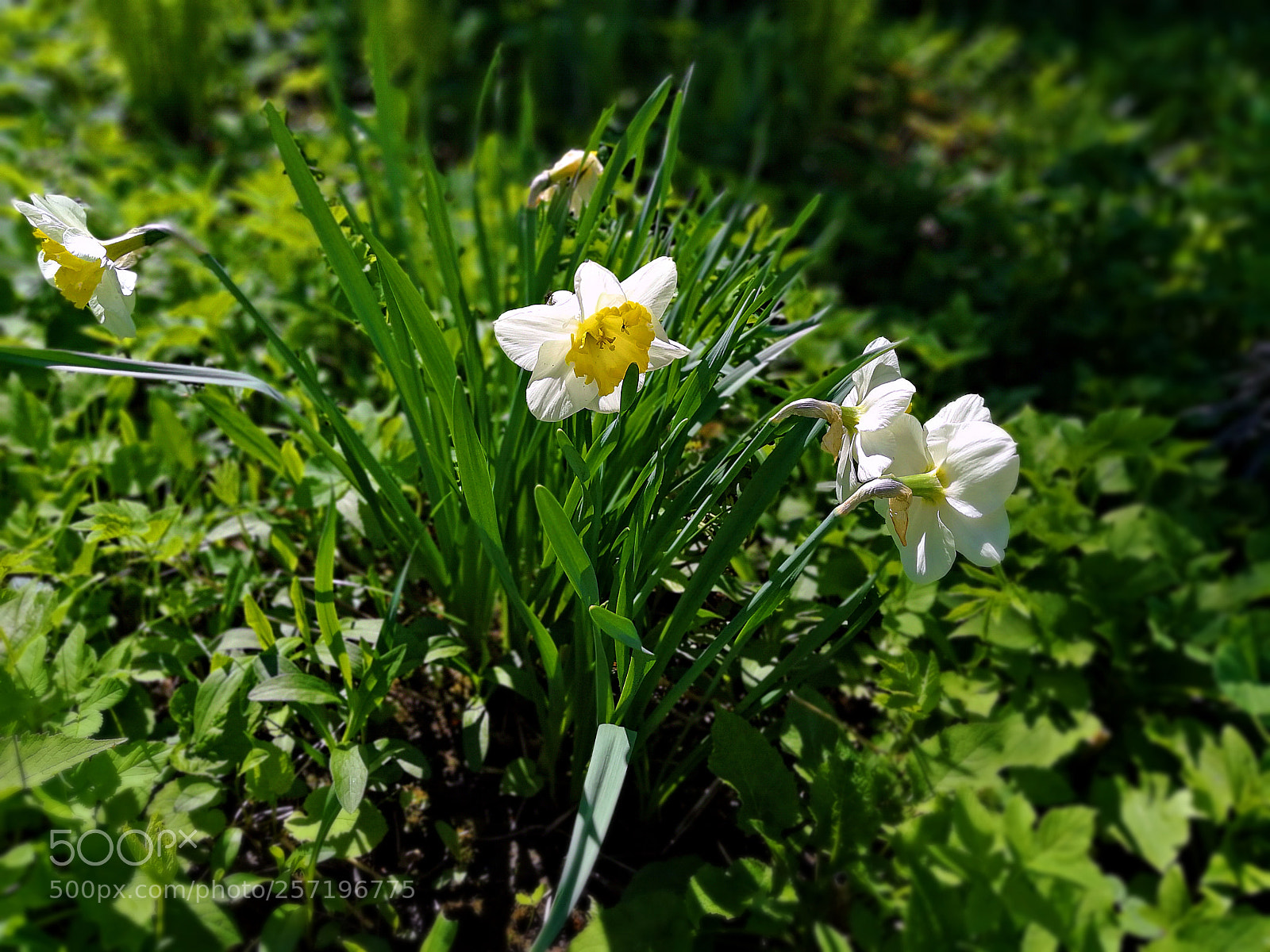 HUAWEI P10 Plus sample photo. Утро photography