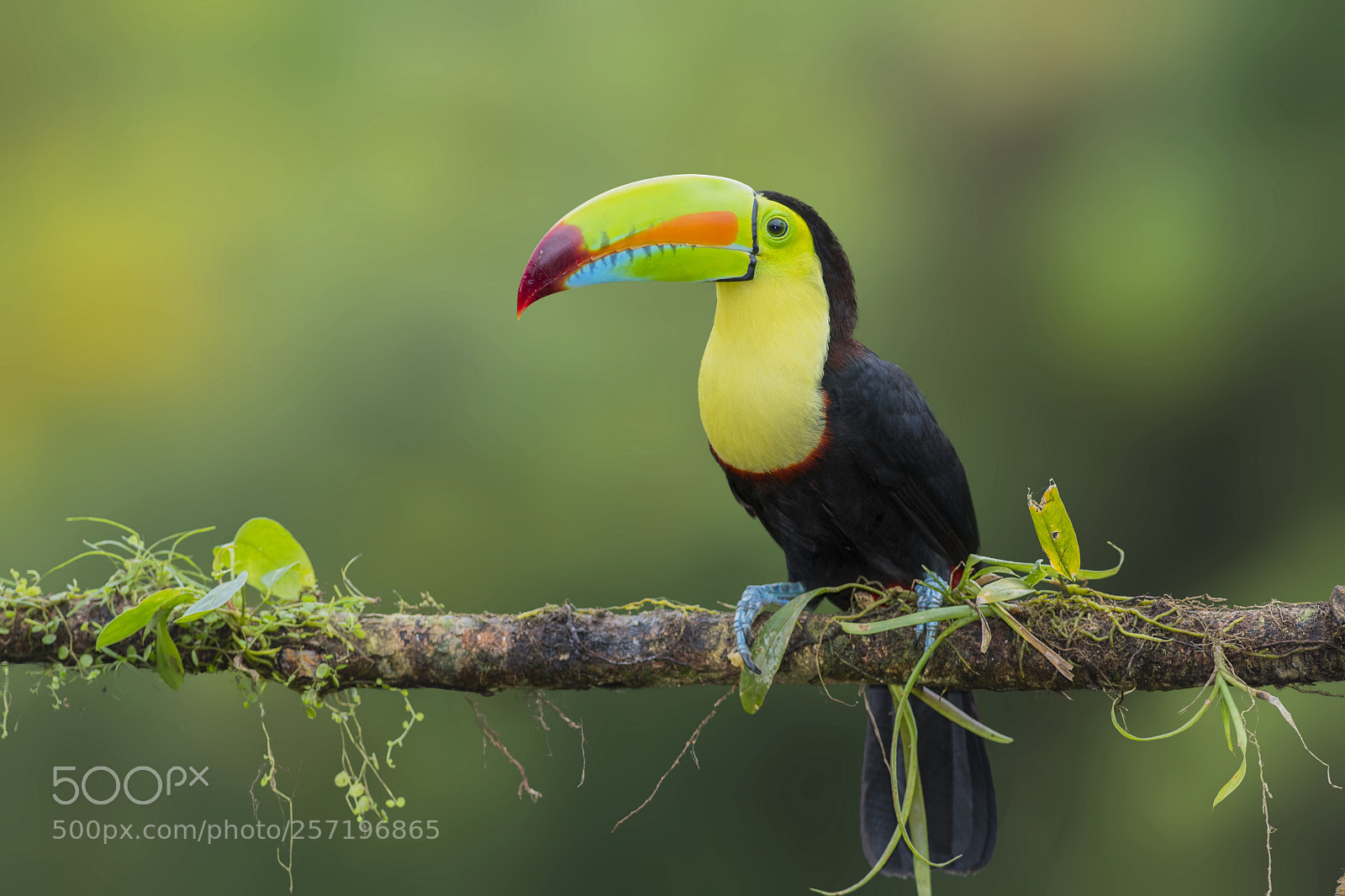 Nikon D500 sample photo. Keel billed toucan photography