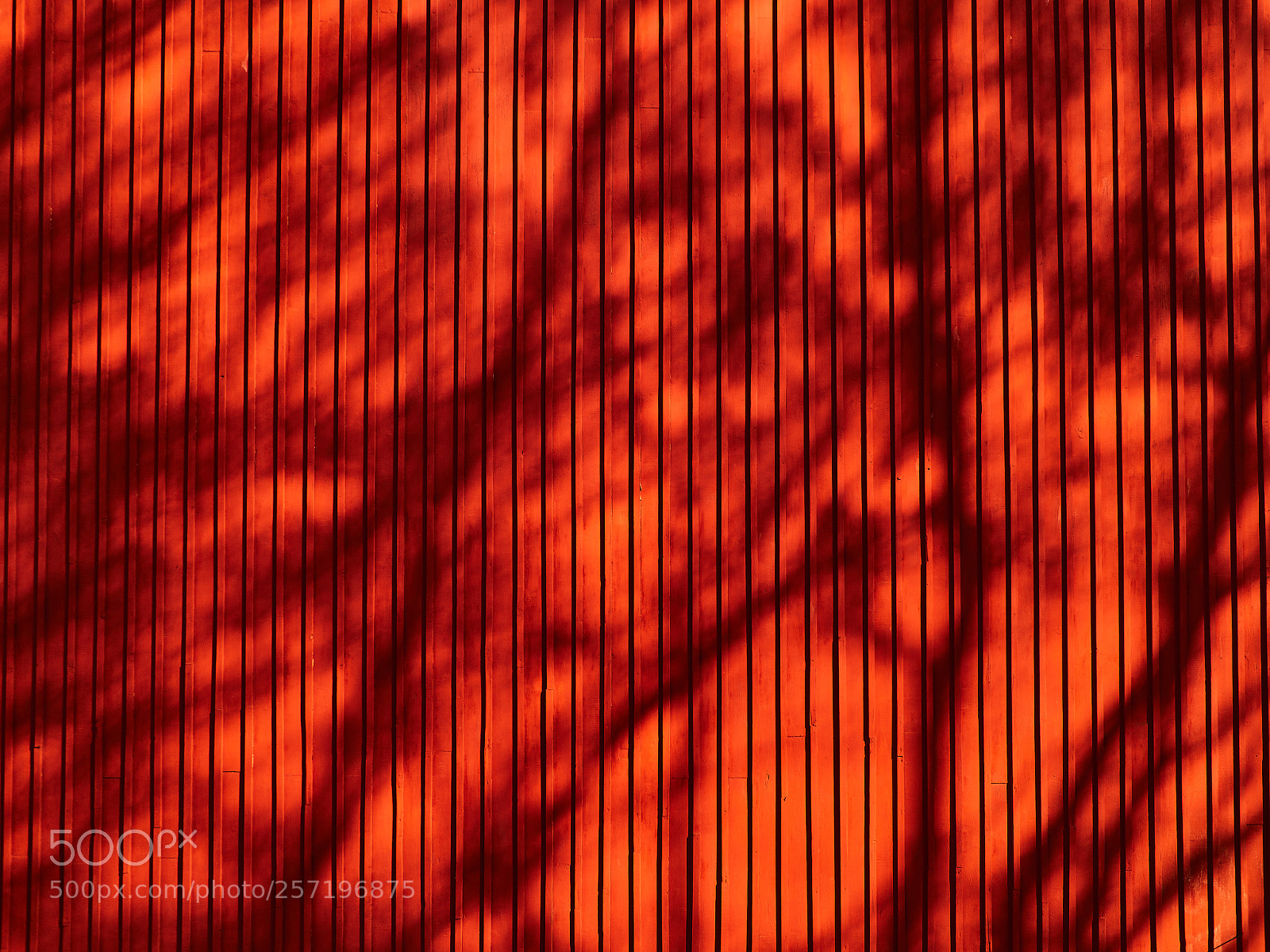 Olympus OM-D E-M1 Mark II sample photo. Shadows on red wall photography