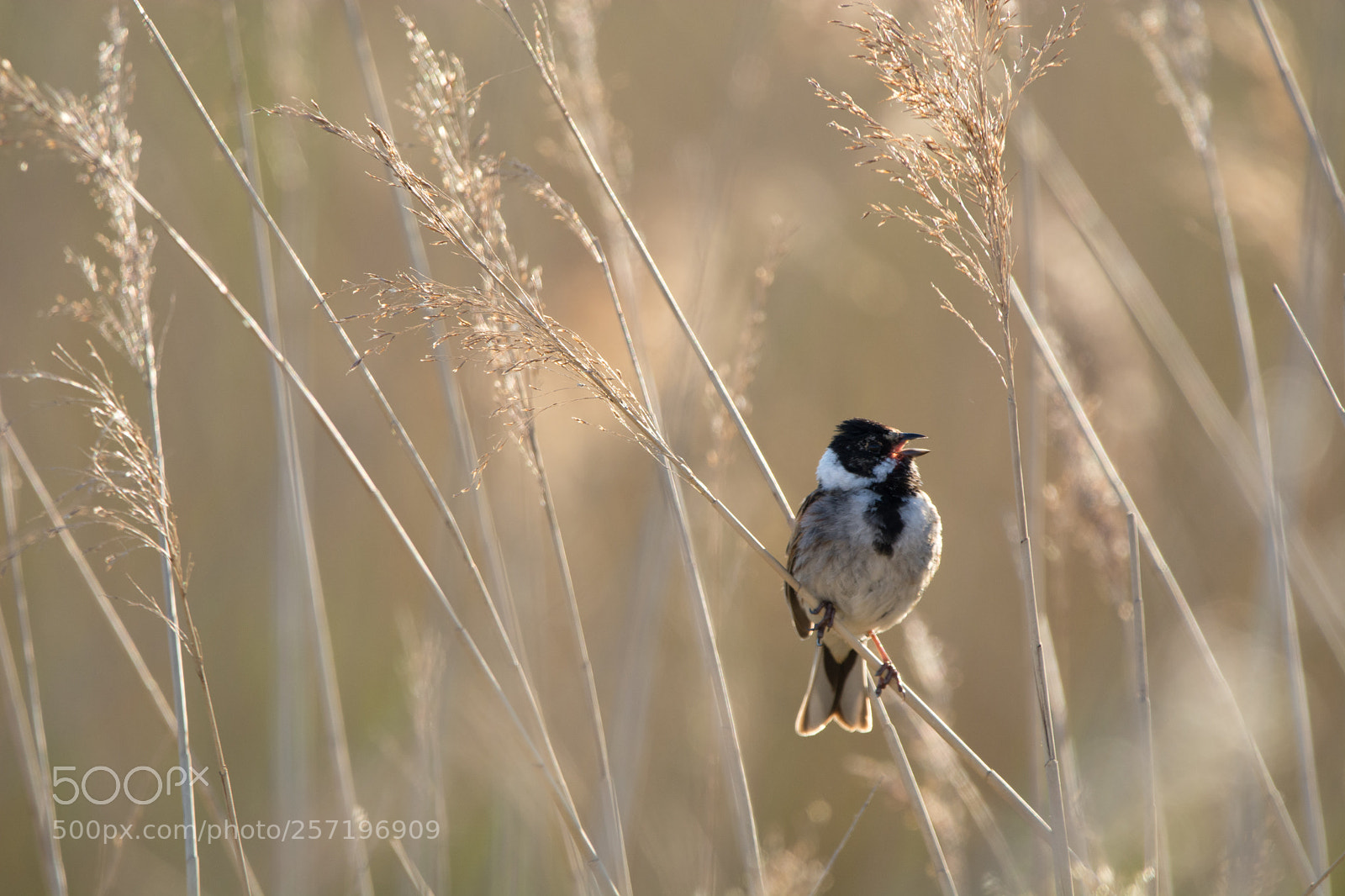 Nikon D7100 sample photo. Reed bunting riding the photography