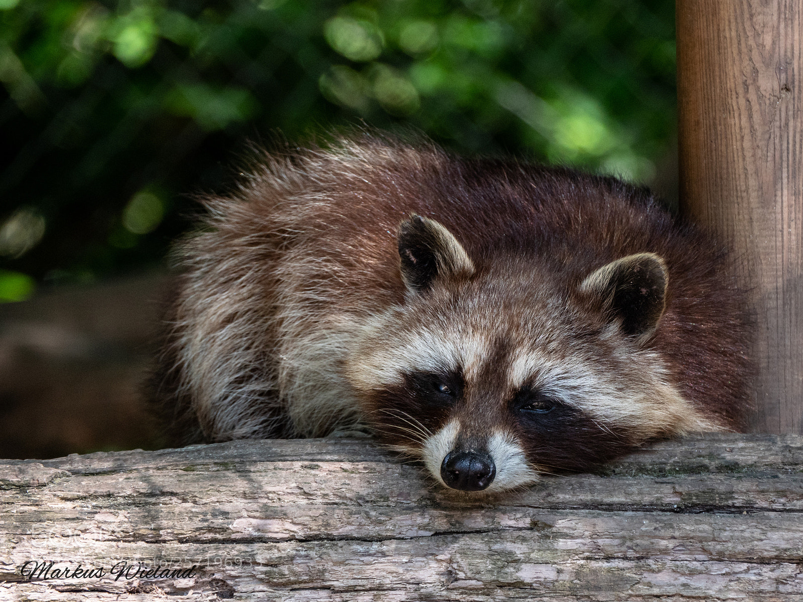 Panasonic Lumix DC-G9 sample photo. Waschbär beim relaxen. photography