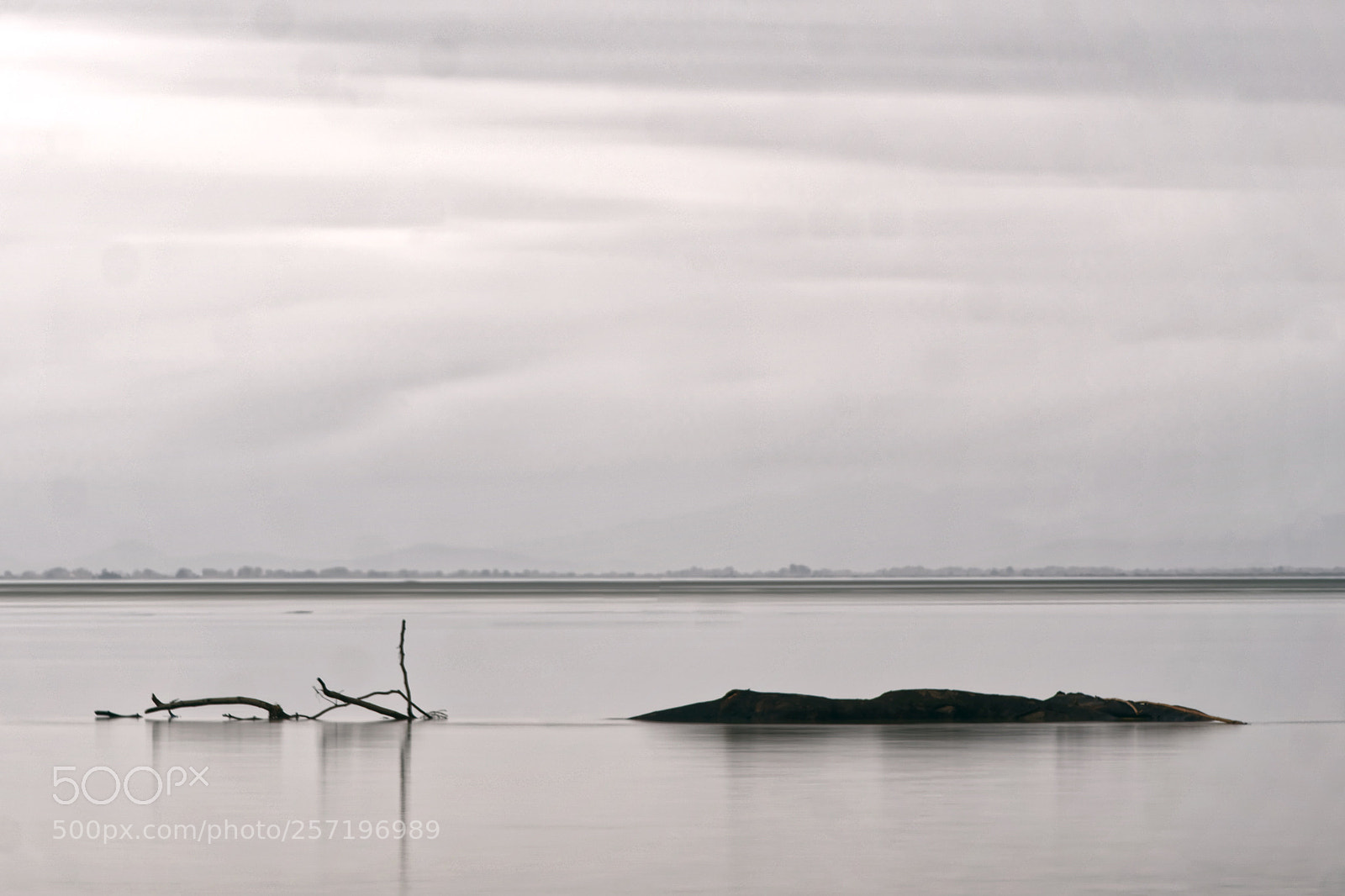 Sony a6000 sample photo. Drowned tree photography