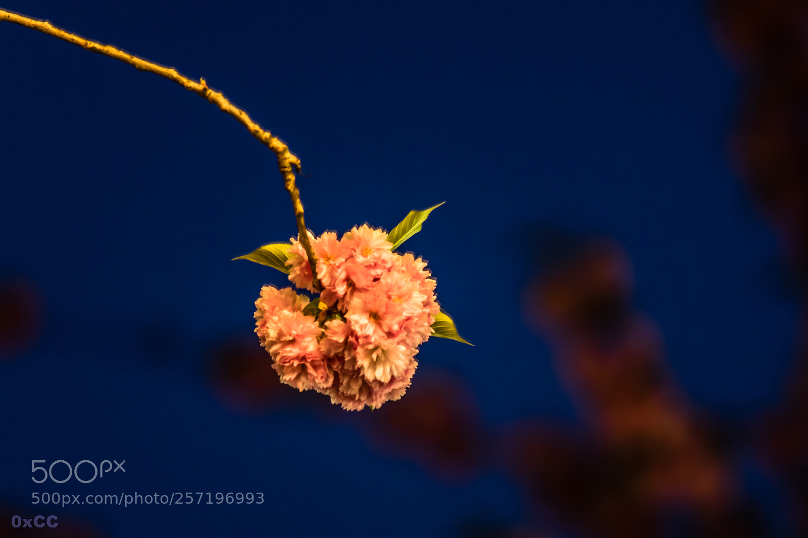 Canon EOS 7D Mark II sample photo. Nightstar cherry blossom photography