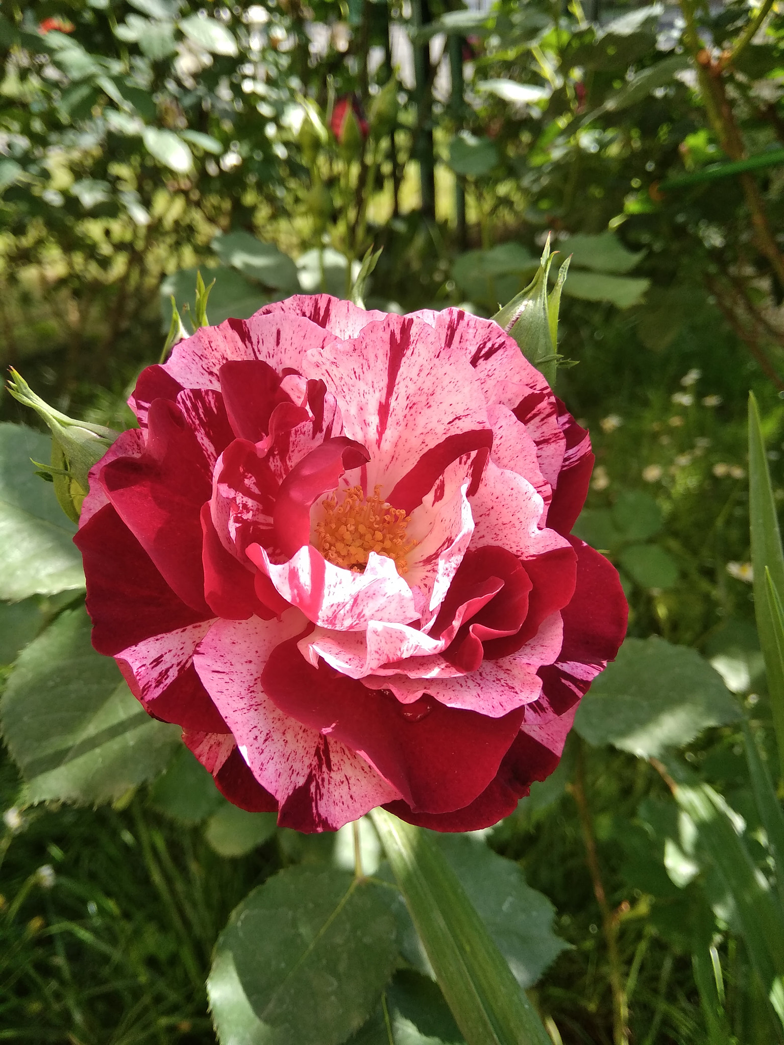 Xiaomi Redmi 5A sample photo. Spot photography