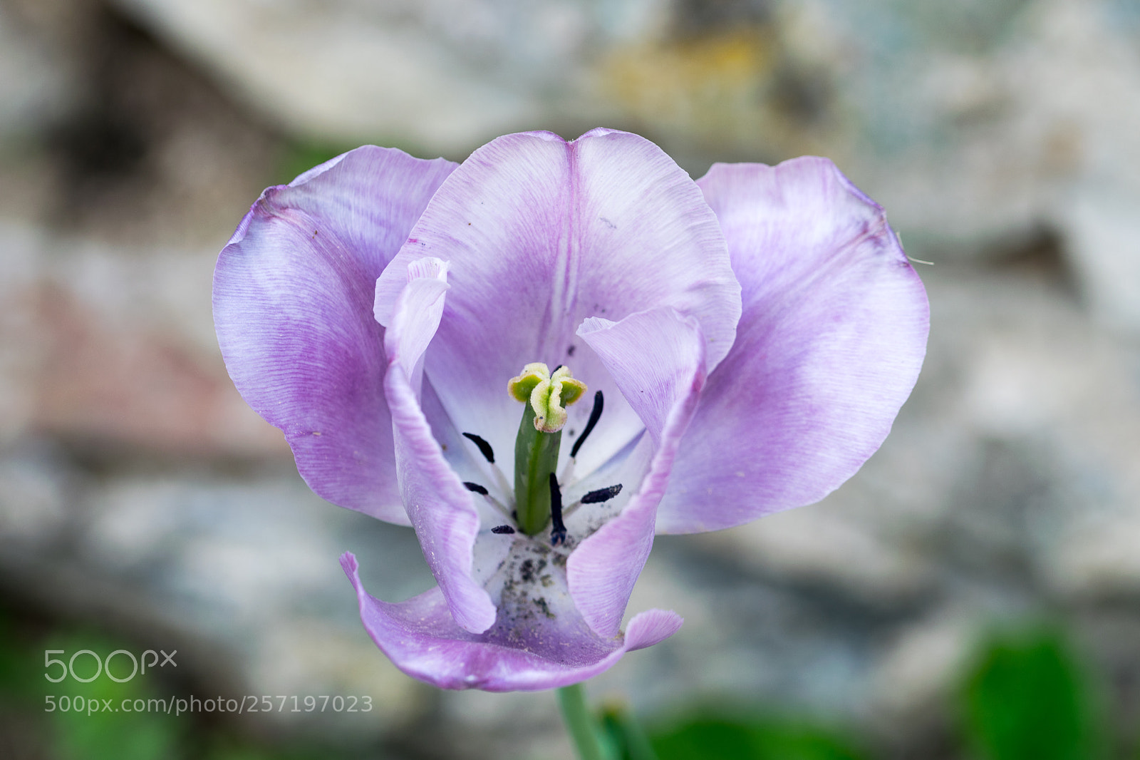 Nikon D3300 sample photo. Tulip photography