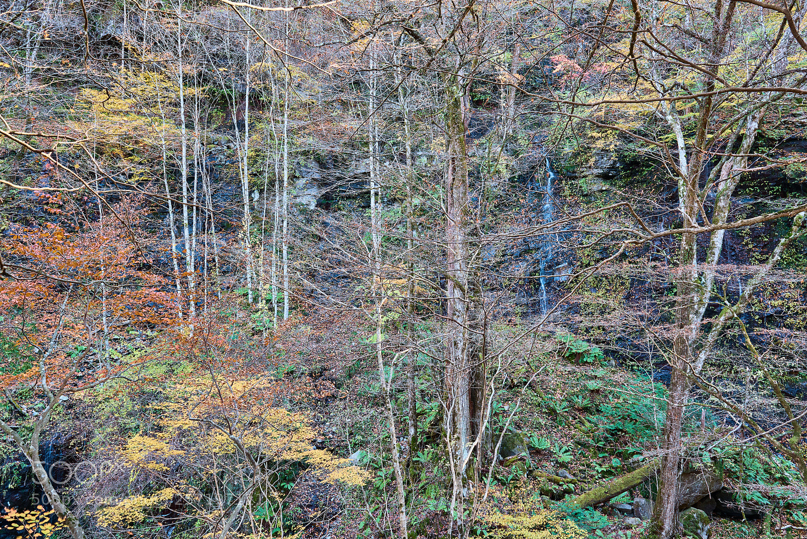 Nikon D810 sample photo. Phantom forest photography