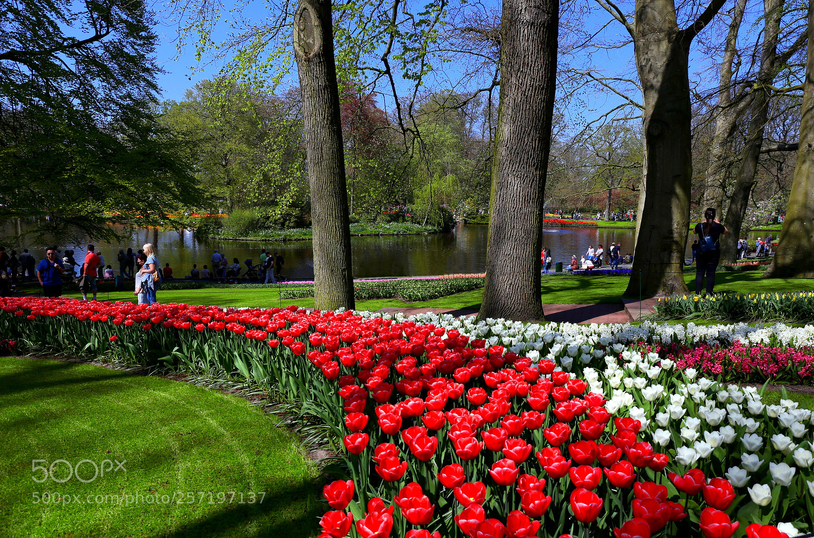 Canon EF 24-70mm F4L IS USM sample photo. Keukenhof photography