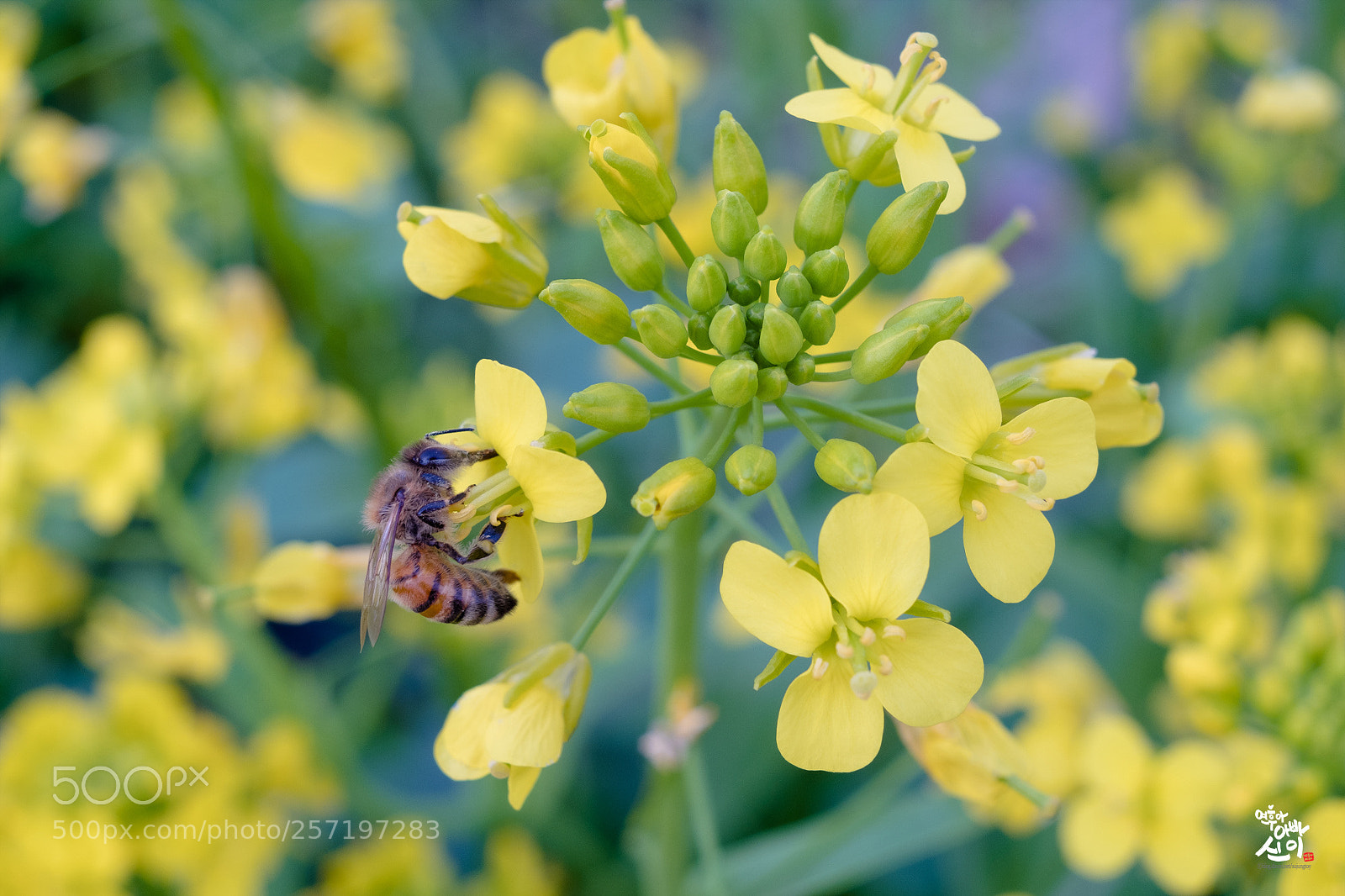 Fujifilm X-T2 sample photo. Rapeseed & bee photography