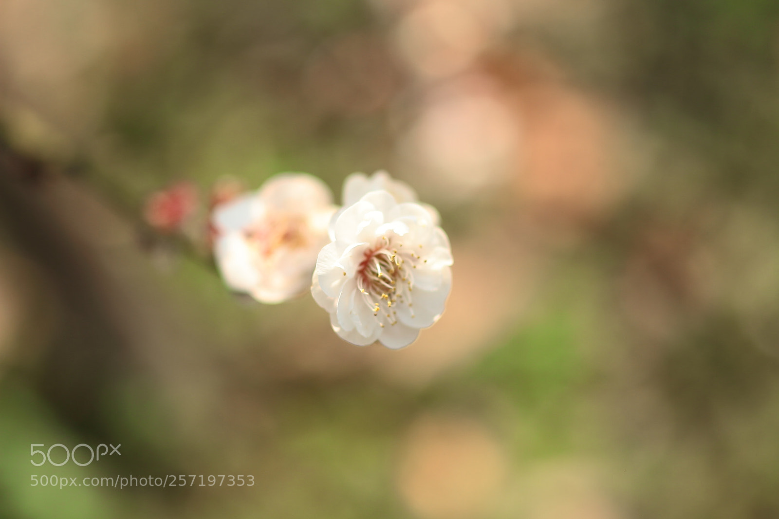 Canon EOS 7D + Canon EF 50mm F1.8 II sample photo. Cute cherry blossom photography