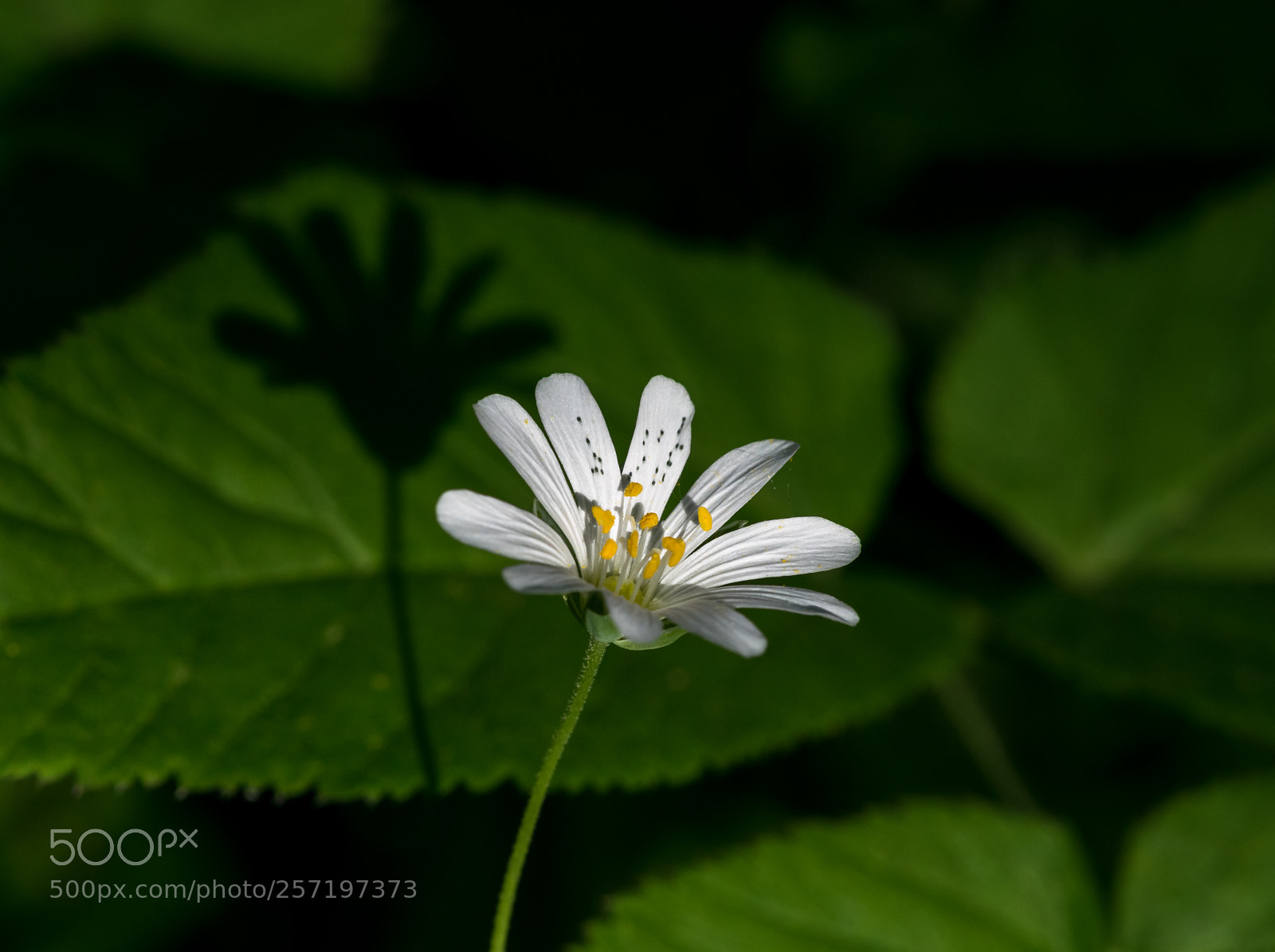 Nikon D3300 sample photo. Stellaria photography
