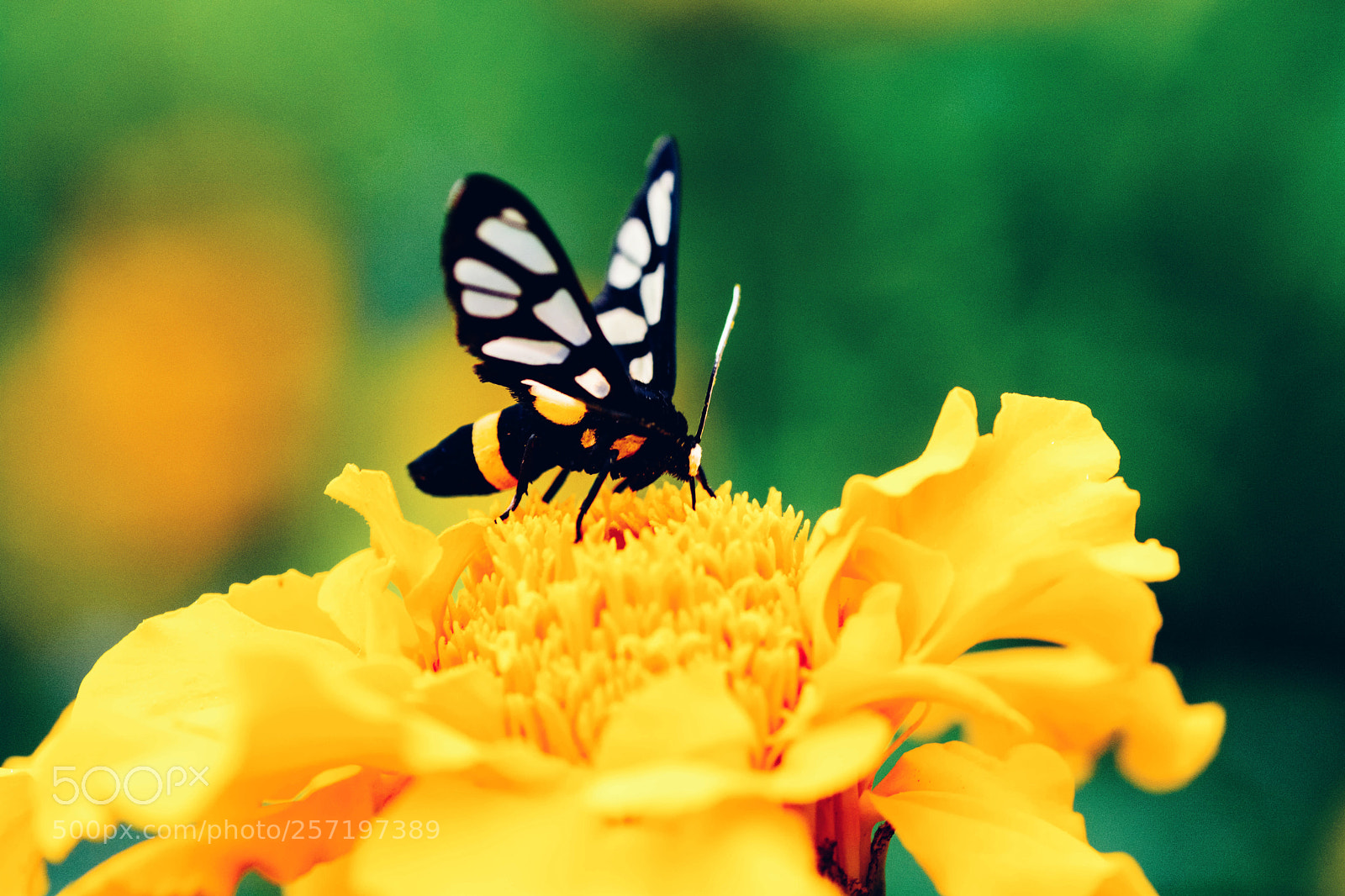 Nikon D7100 sample photo. Clpndqdtc photography