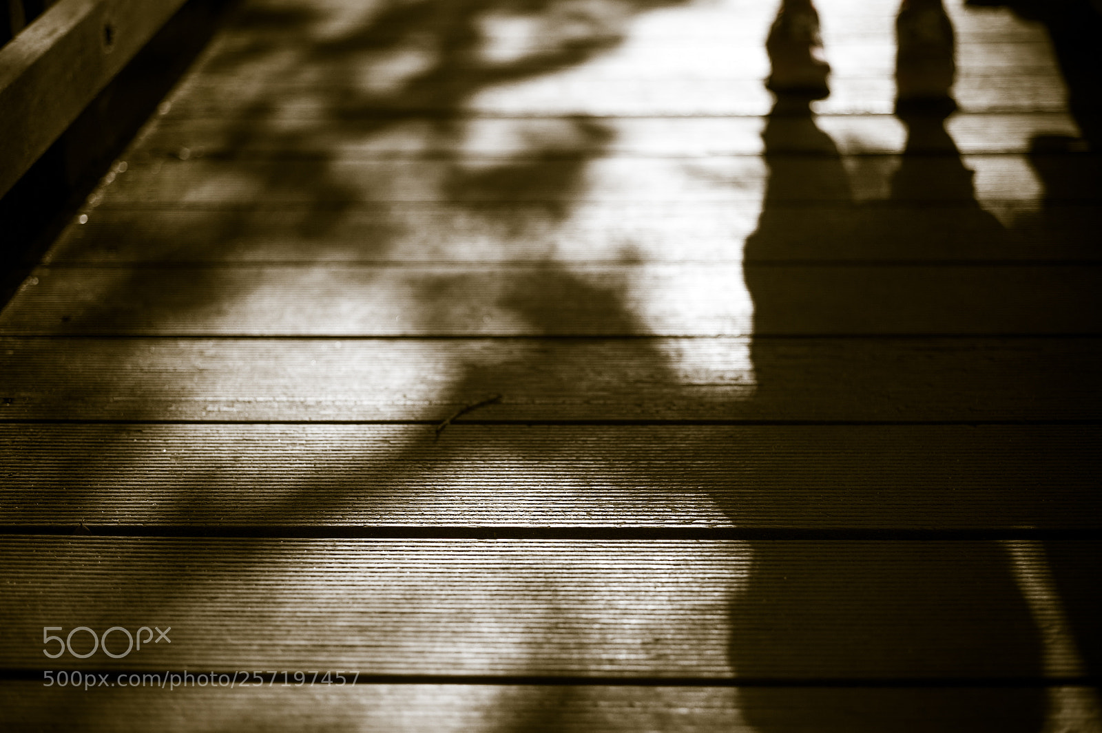 Leica M9 sample photo. Komorebi photography