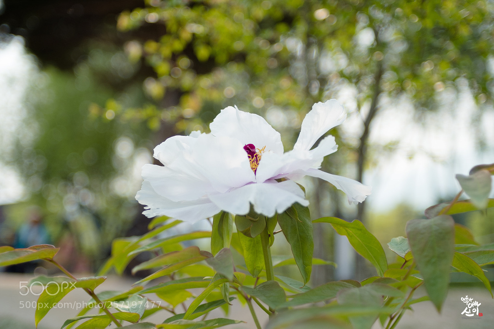 Fujifilm X-T2 sample photo. Paeonia photography