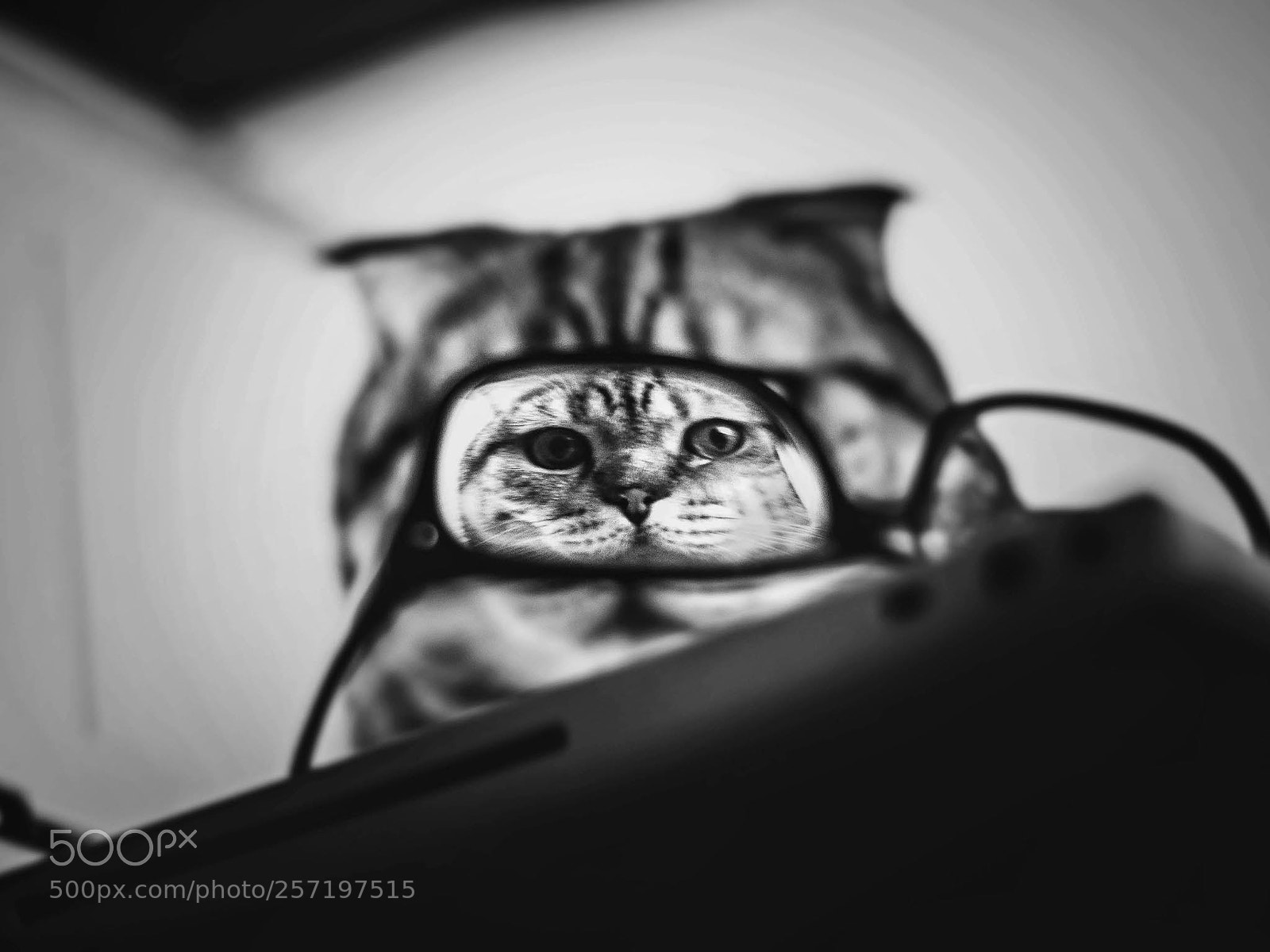 Nikon D3100 sample photo. The glasses photography