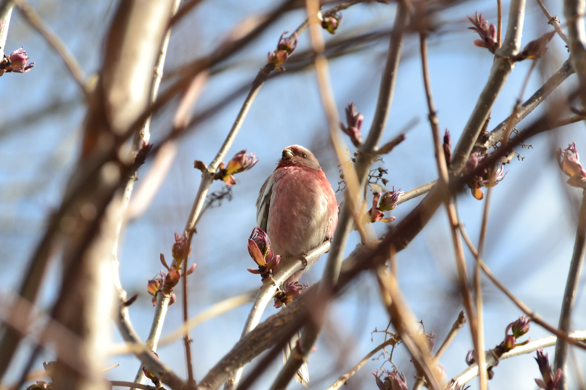 Nikon D3100 + Sigma 18-200mm F3.5-6.3 DC sample photo. Little red guest photography