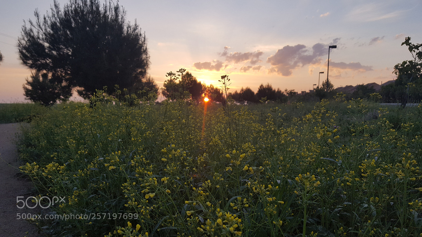 Samsung GALAXY S6 edge sample photo. Untitled photography