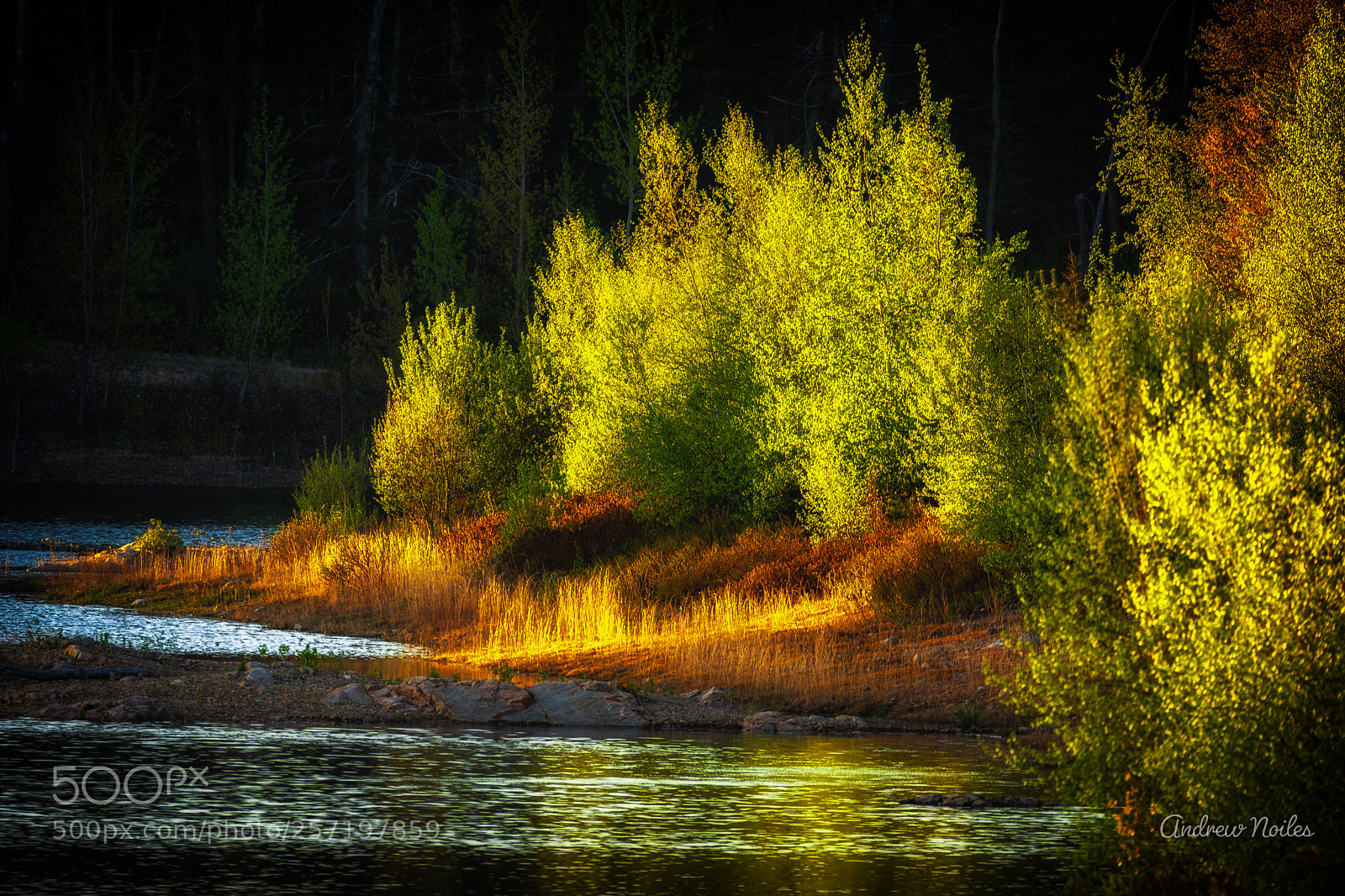 Nikon D5200 sample photo. Sunset trees photography
