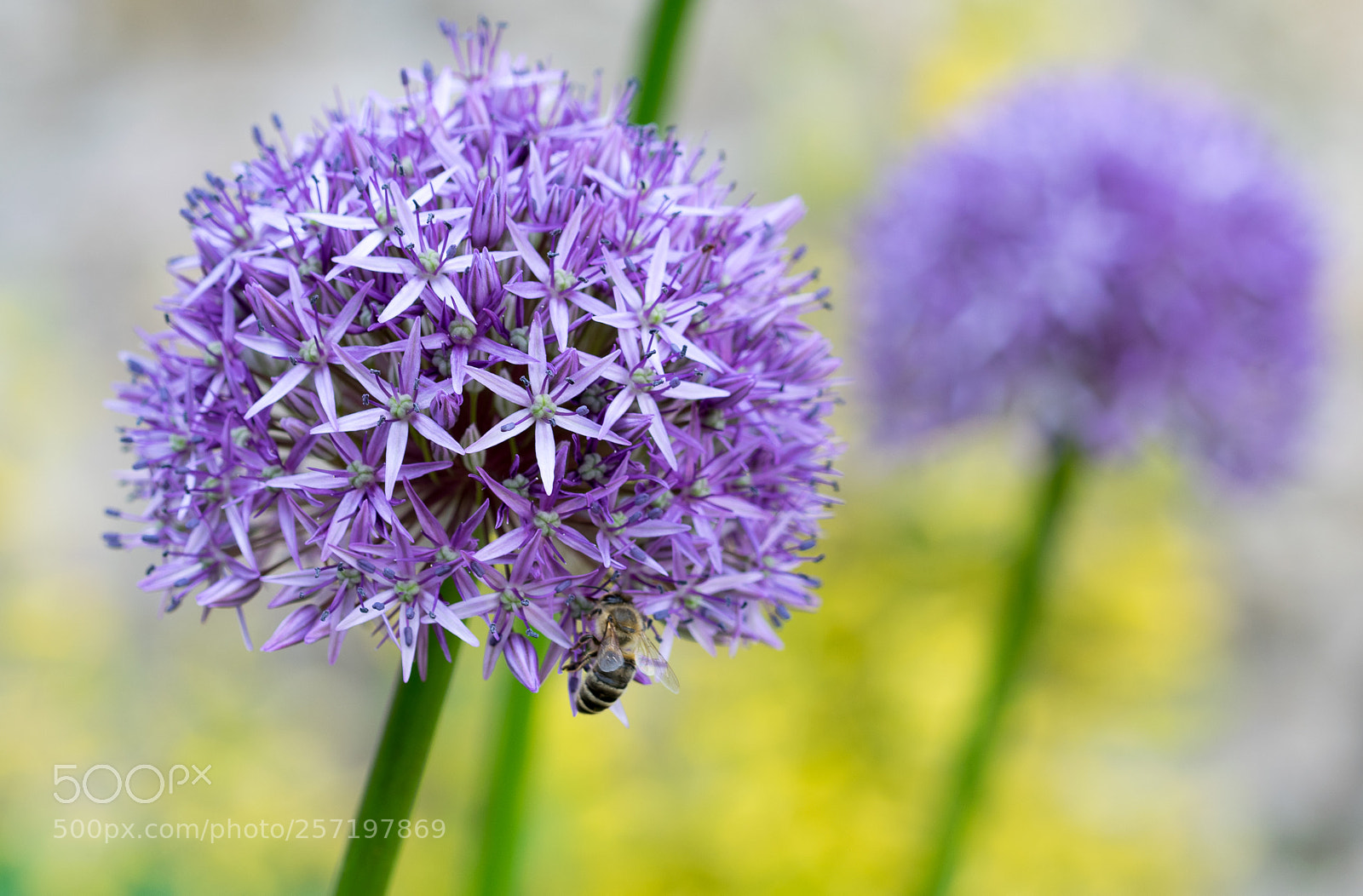 Nikon D3300 sample photo. Flower photography