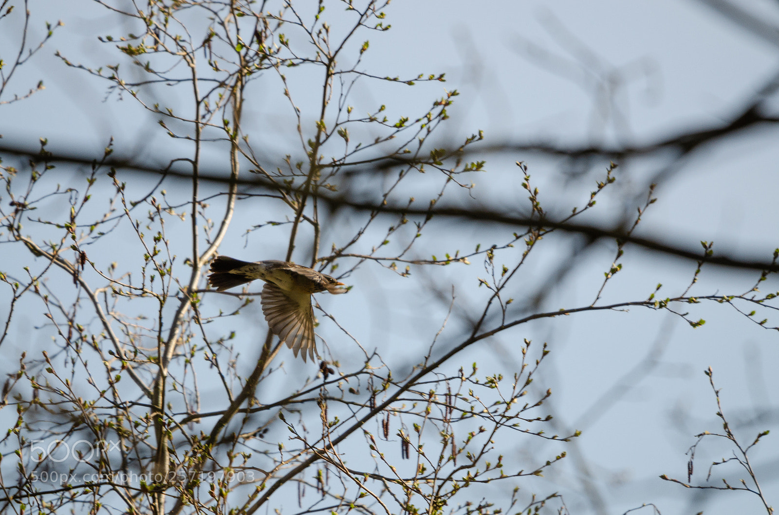 Nikon D7000 sample photo. Turdus pilaris photography