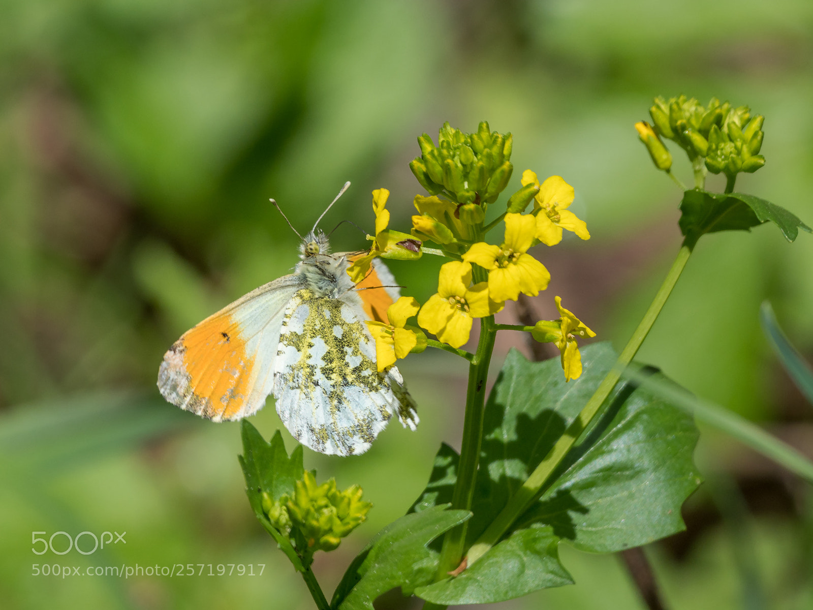 Olympus OM-D E-M1 Mark II sample photo. Anthocharis cardamines photography