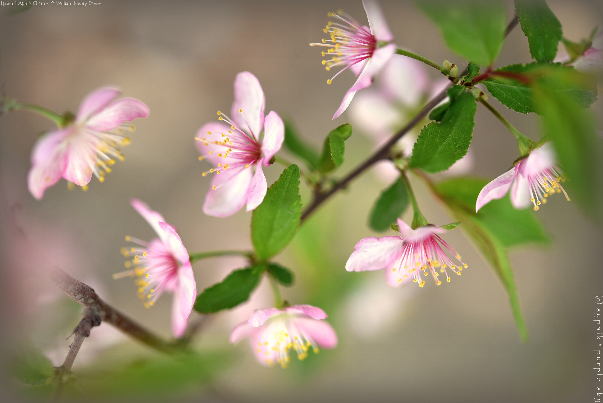 Nikon D750 + Nikon AF-S Micro-Nikkor 60mm F2.8G ED sample photo. April's charms *** photography