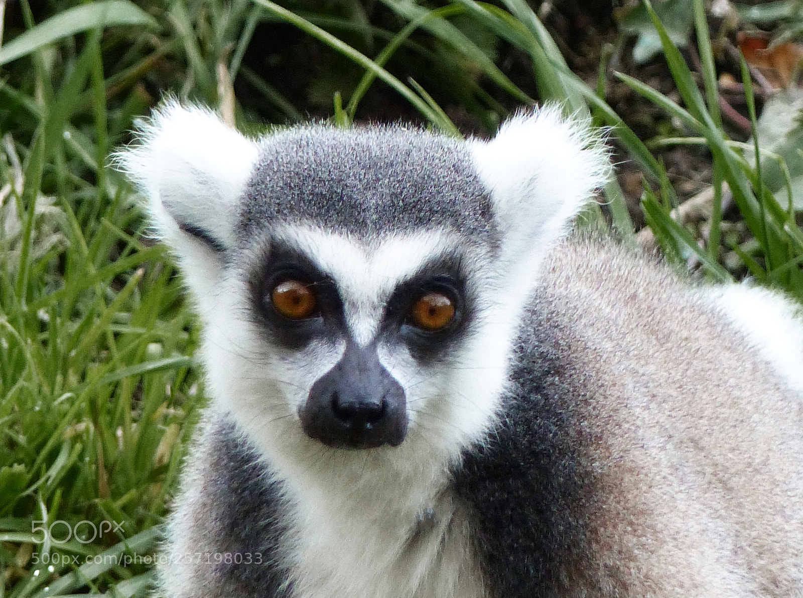 Panasonic Lumix DMC-FZ200 sample photo. Lemur photography