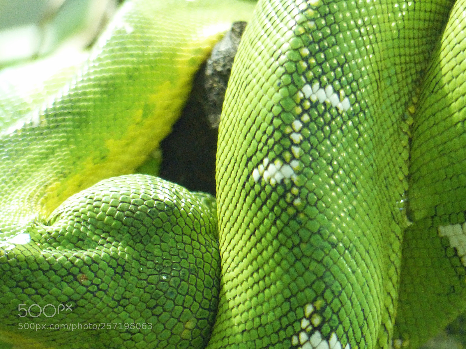 Panasonic Lumix DMC-FZ200 sample photo. Emerald tree boa photography