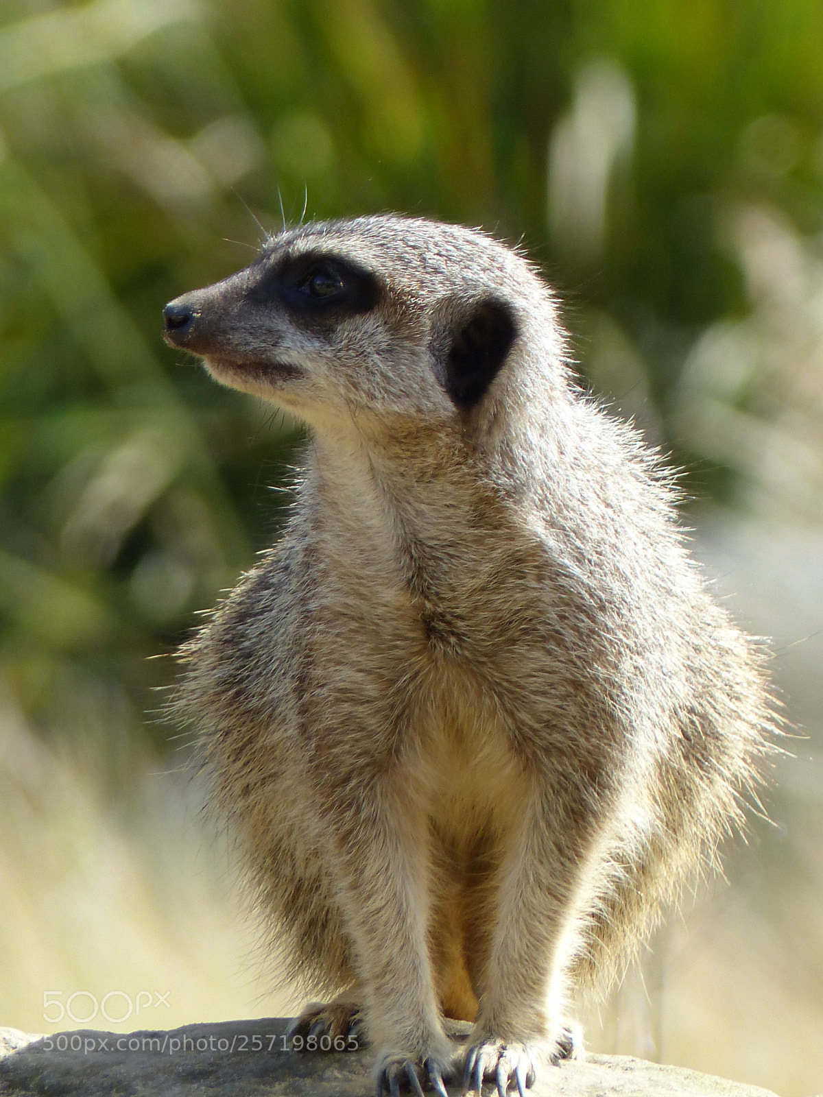 Panasonic Lumix DMC-FZ200 sample photo. Meerkat photography