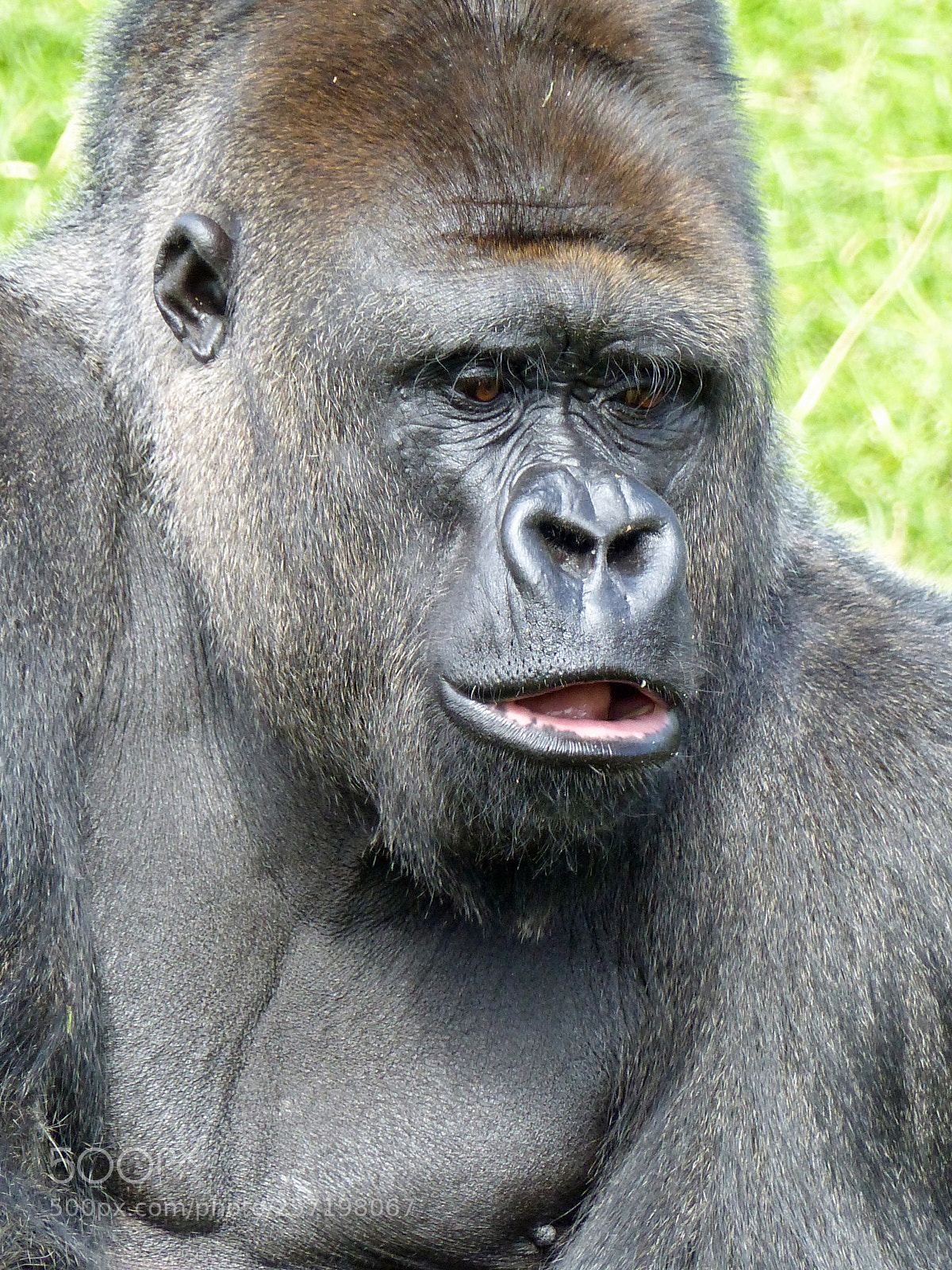 Panasonic Lumix DMC-FZ200 sample photo. Gorilla photography
