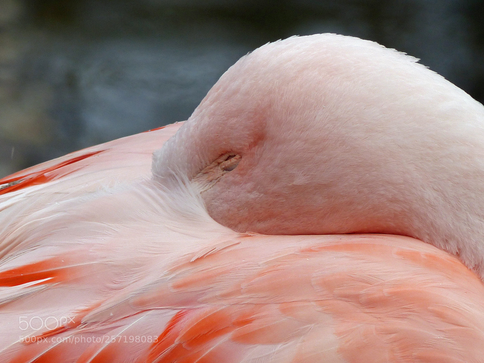 Panasonic Lumix DMC-FZ200 sample photo. Flamingo at rest photography