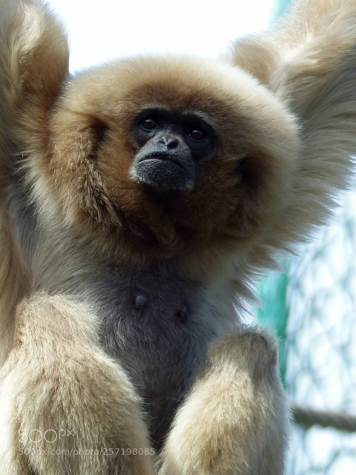 Panasonic Lumix DMC-FZ200 sample photo. Whitehanded gibbon photography