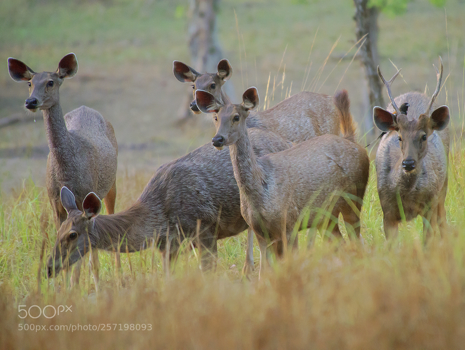 Nikon D610 sample photo. All alert! photography