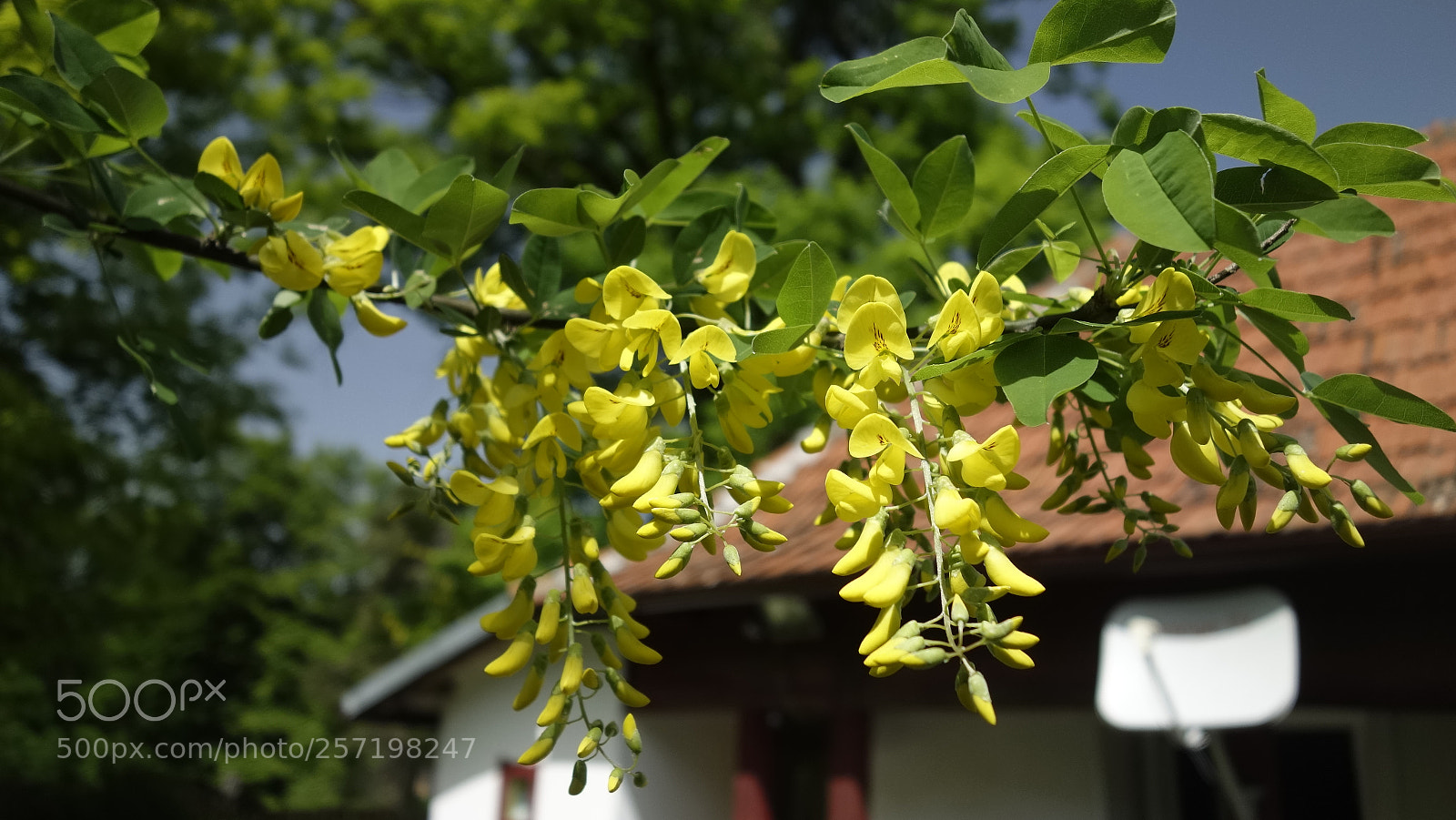 Sony Cyber-shot DSC-RX100 sample photo. Laburnum anagyroides photography