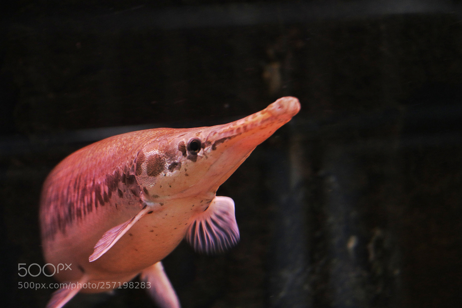Canon EOS 80D sample photo. Sturgeon fish photography