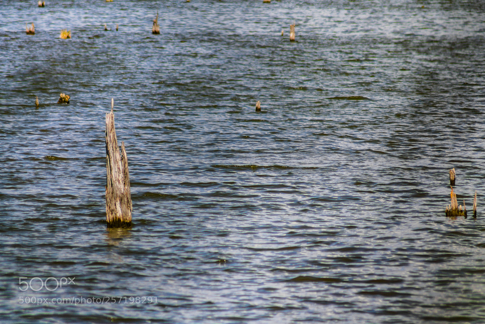 Canon EOS 1100D (EOS Rebel T3 / EOS Kiss X50) sample photo. Stump in water photography