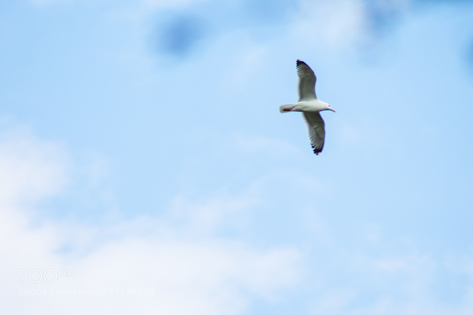 Canon EOS 1100D (EOS Rebel T3 / EOS Kiss X50) sample photo. Seagull in flight photography
