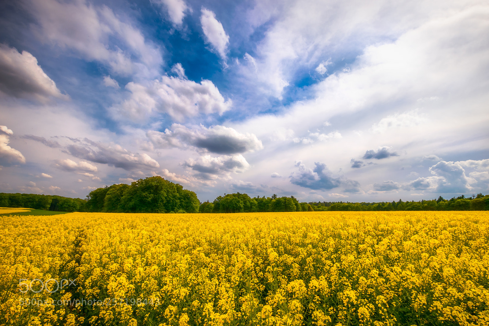 Nikon D5300 sample photo. Canola fields photography