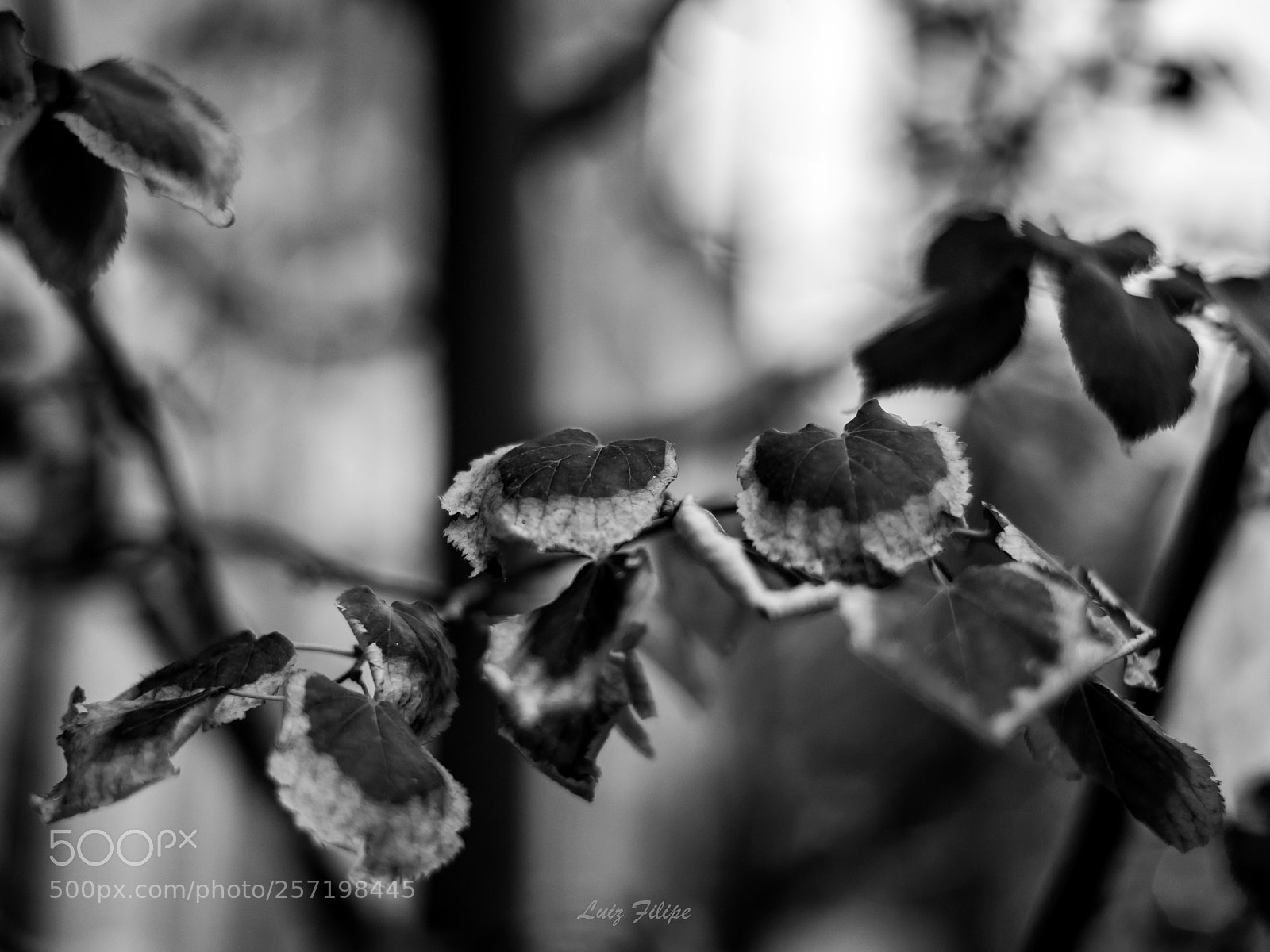 Nikon D810 sample photo. Winter is coming photography