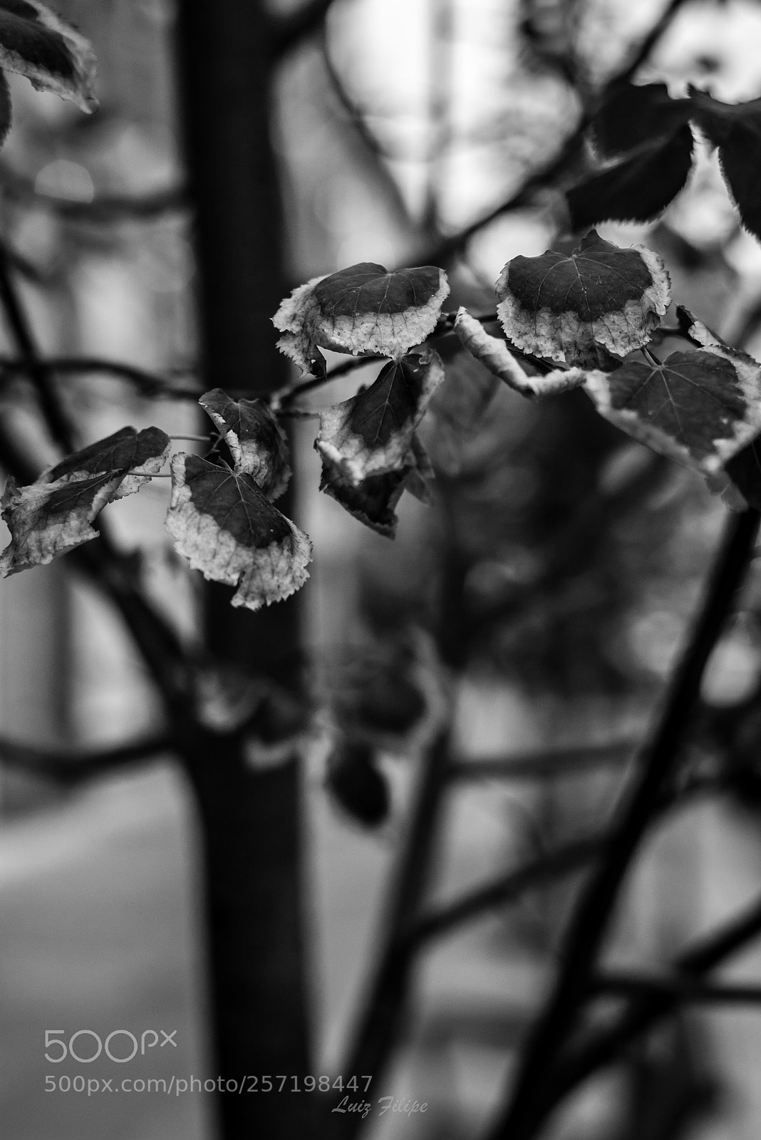 Nikon D810 sample photo. Winter is coming photography