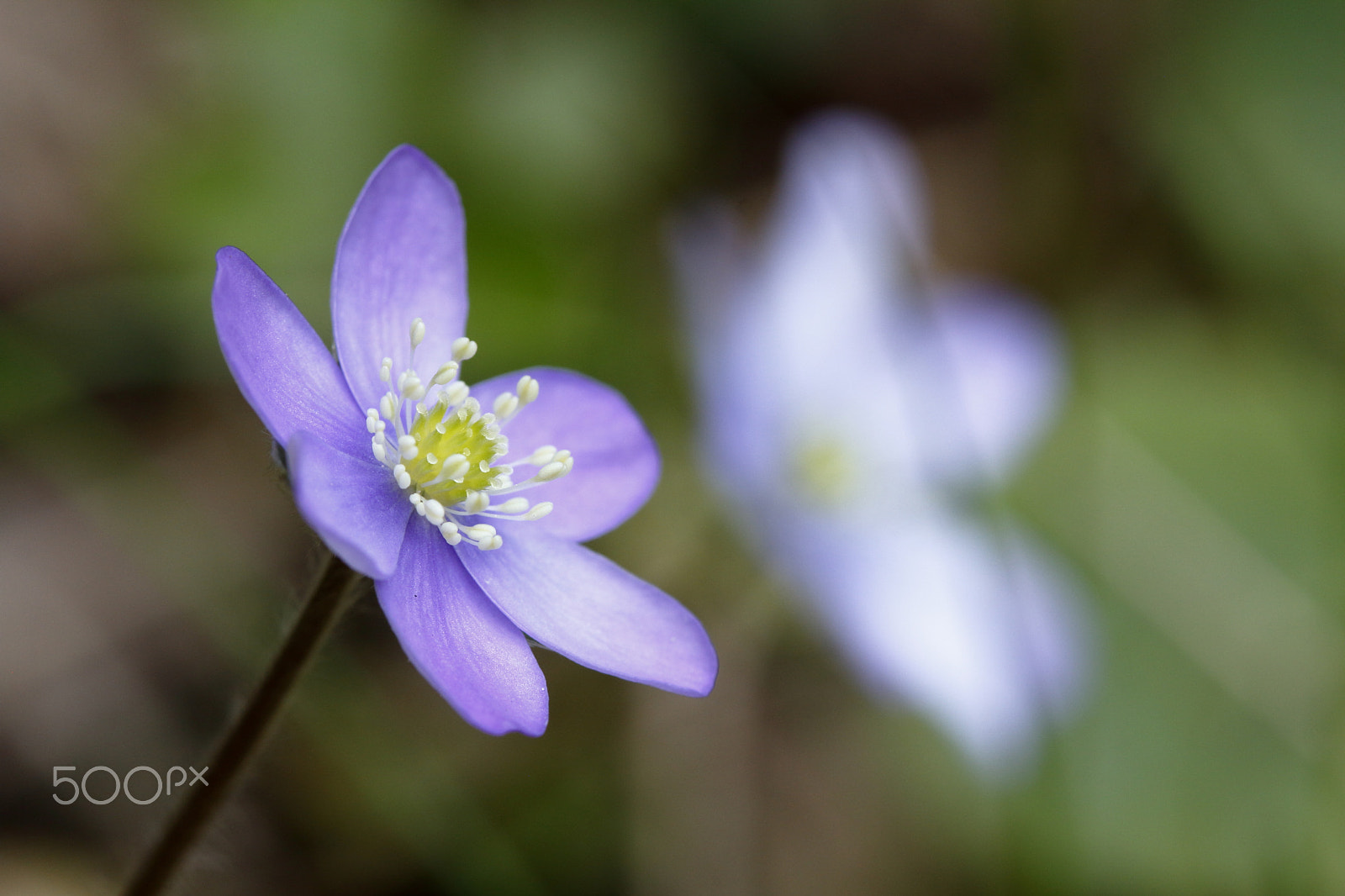 Canon EF 100mm F2.8 Macro USM sample photo. Hepatica nobilis photography