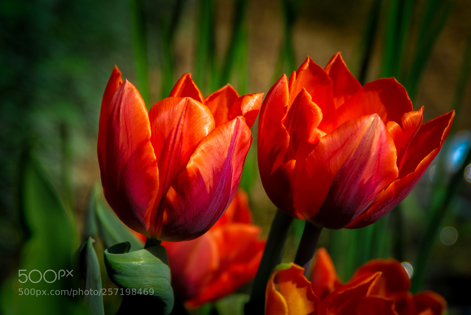Nikon D200 sample photo. Tulips photography
